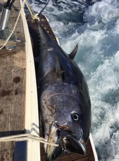 Apartmani-Bego-Experiences-Fishing-3